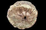 Triassic Woodworthia Petrified Log - Zimbabwe #89323-2